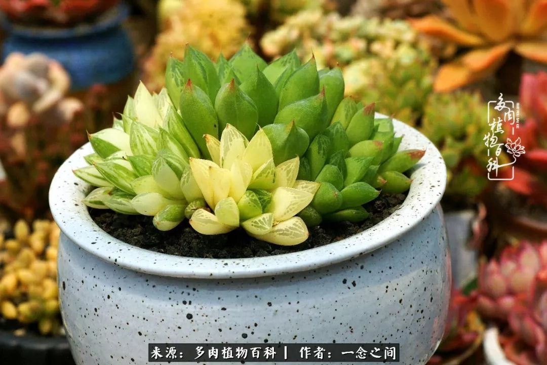 群友聊多肉没有最二只有更二,爆笑百科二群的二货二事!