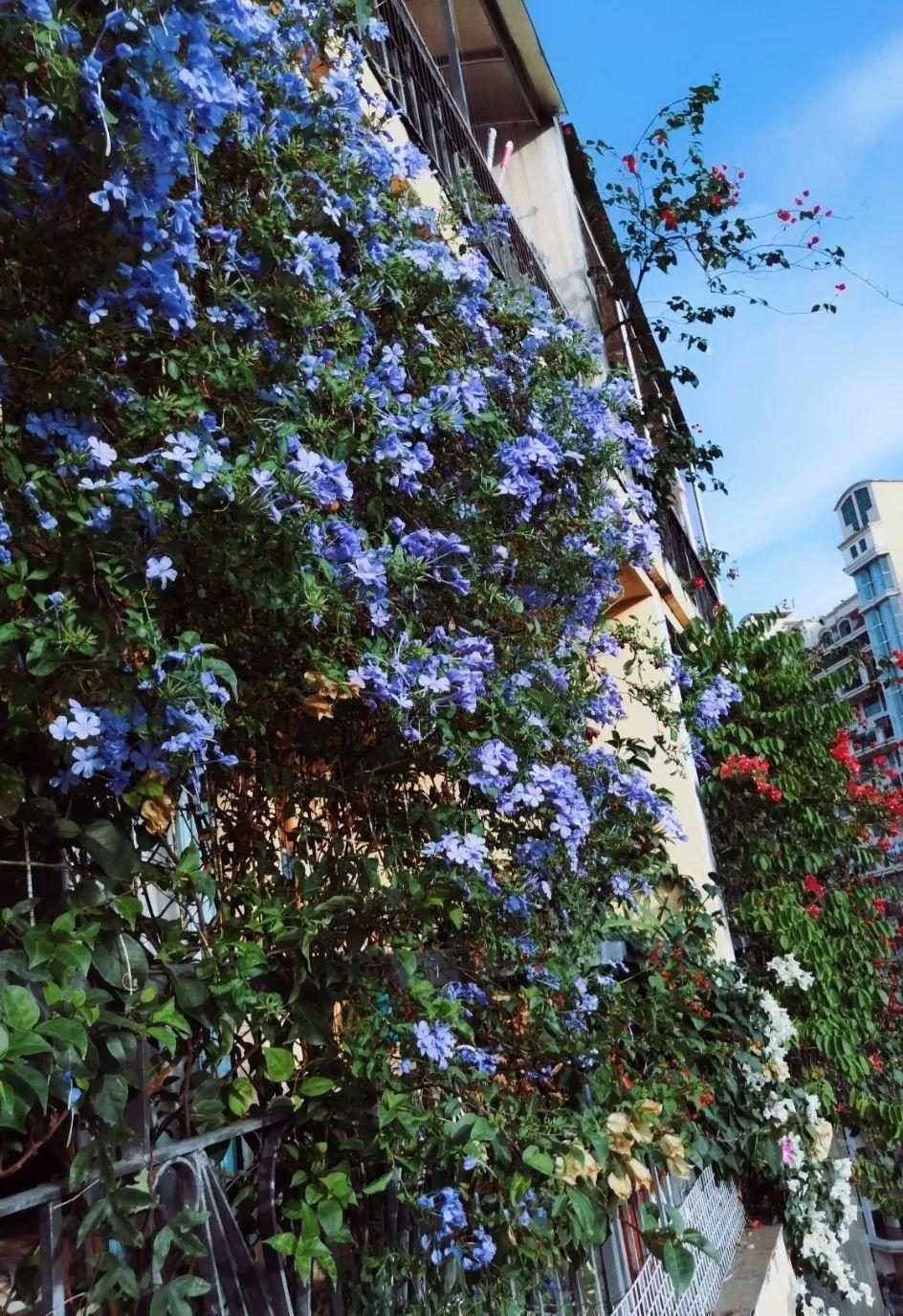 7种花要慎养,房前屋后都爬满,邻居有意见!