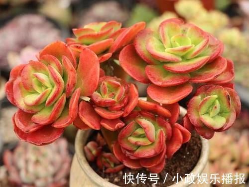 君子|多肉中的“四君子”，圆了花友的“梅兰竹菊”梦，值得收藏