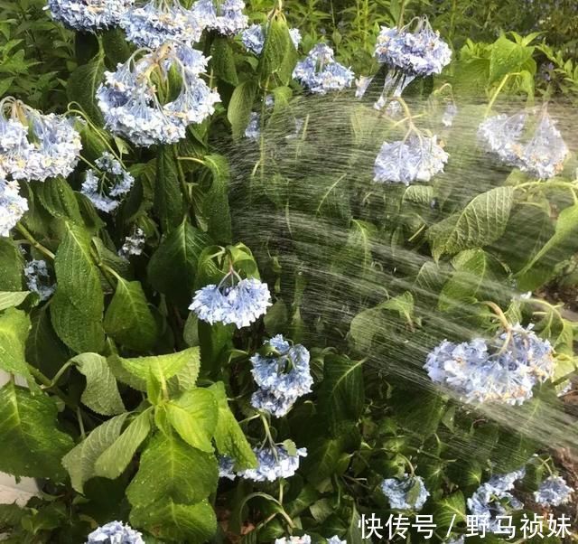 叶子|6种花一天不浇水,叶子就耷拉,缺水3天就死翘
