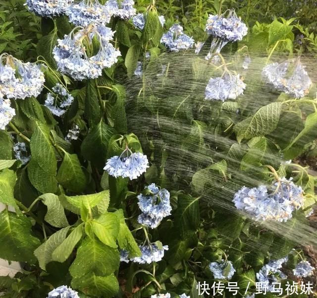 叶子|6种花一天不浇水，叶子就耷拉，缺水3天就死翘