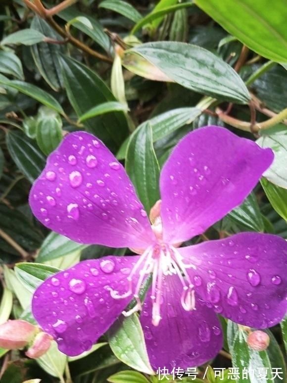 窍门|浇水有窍门，有些水能浇花，有些不能浇，分清楚，养花更轻松