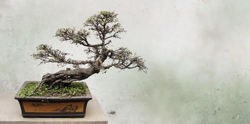 根盘|挑选盆景，需要掌握6个挑选条件，才能挑到精品，再也不用交学费