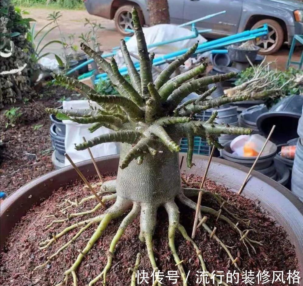 泡沫板|沙漠玫瑰好养开花多,如果养出“八爪鱼”根系,才是最美的