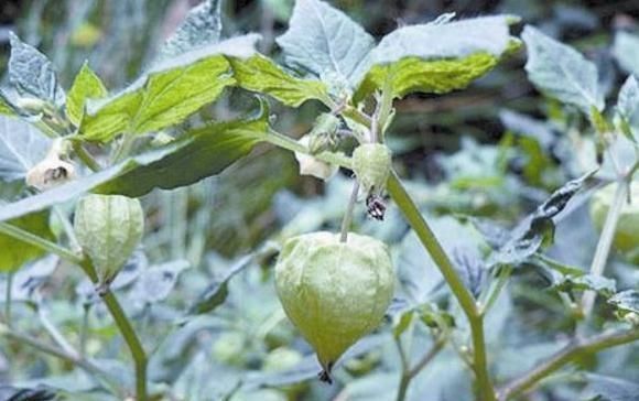 果实|这种野草人称“红菇娘”,果实似灯笼,以前不识货,如今想吃难了