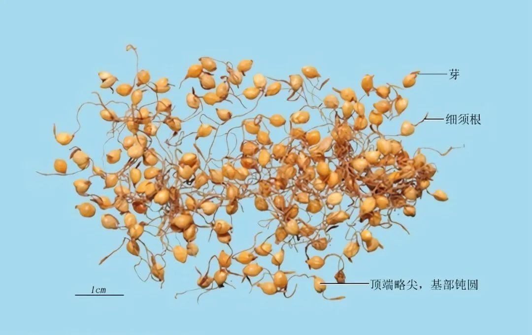  汉宣帝|清风典历｜龙从云起虎从风