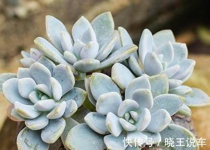 美人|颜值高却皮实好养的美人多肉植物,一言不合就爆盆,冬美人多肉