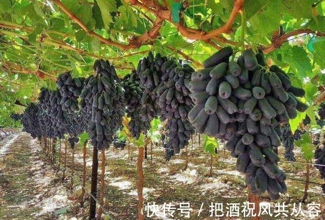 葡萄|家里院子别空着，此树要种2棵，甘甜可口，比桃子梨好吃多了