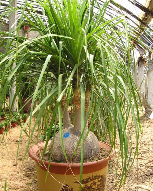 酒瓶兰|3种被人误会的“丑花”,霸气侧漏寓意好,镇宅招财又平安