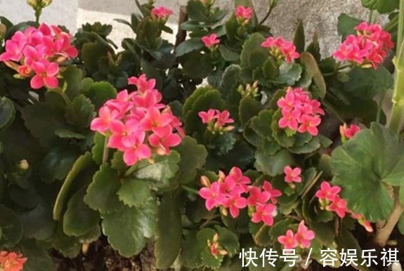 想把长寿花养好,从“上盆”这一步做起,才能生长茂盛,花开满盆