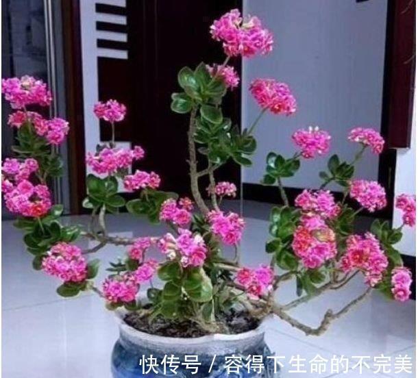 4种花很好养,花开酷似一盏盏红灯笼,养在哪里都爆盆,惹人喜爱