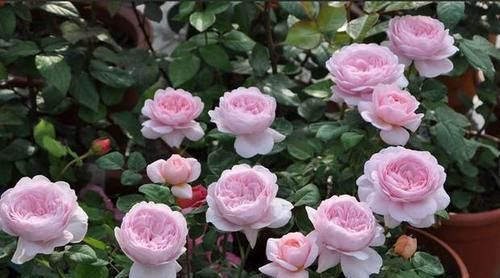  被誉为|被誉为月季中的女王，花色柔美，开花勤快，品种高贵，观赏价值高