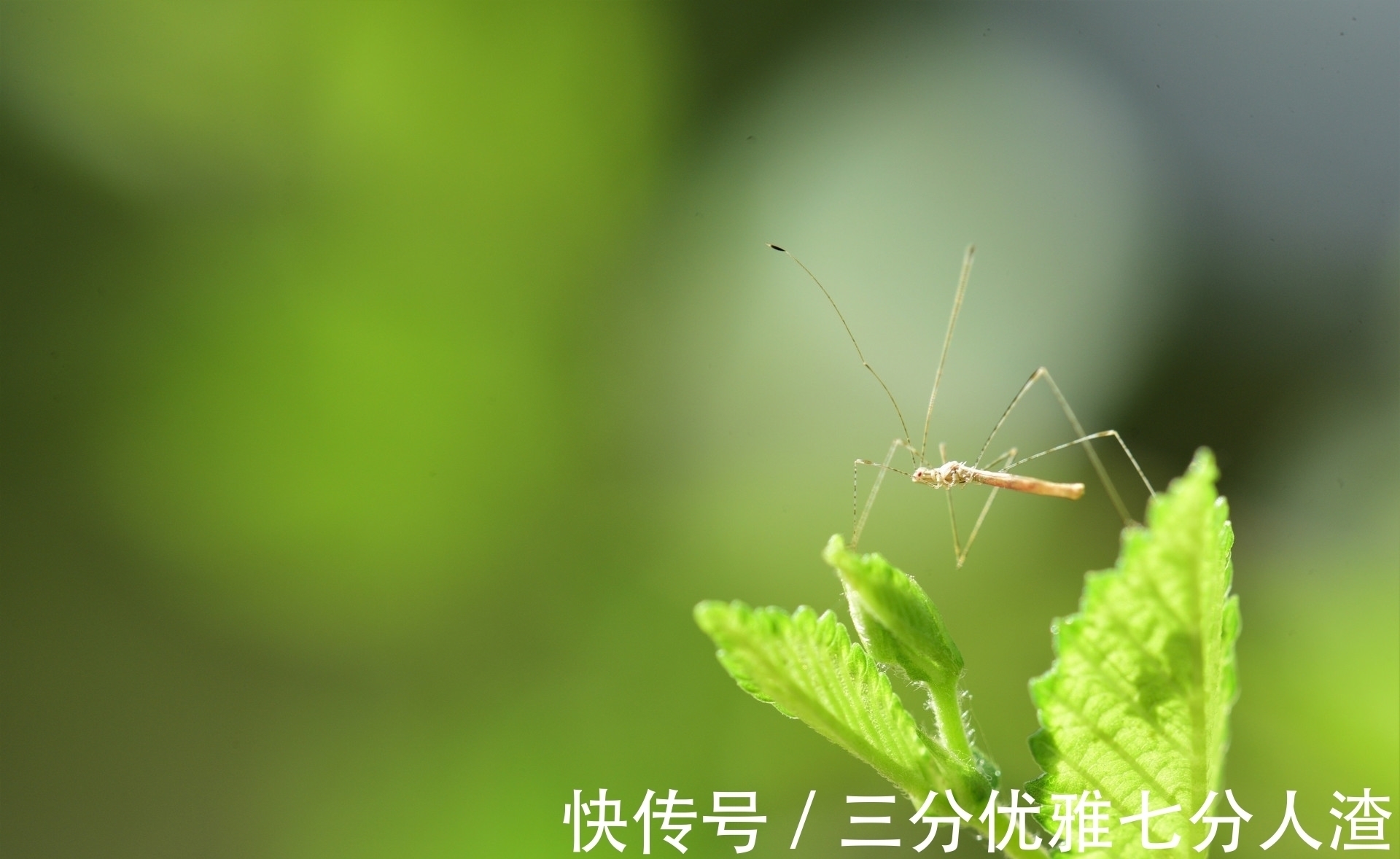 |搞笑吃鸡：扭蛋机的新玩法，整蛊情侣，这也太爽了吧！