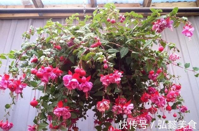 水培|3种枝条泡水里,10天长根,一次开花100朵,水培成活率更高!