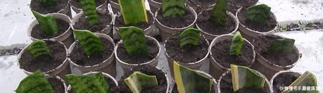 扦插|这3种花，再“便宜”都不要买了，只要一根“枝”，1盆变10盆