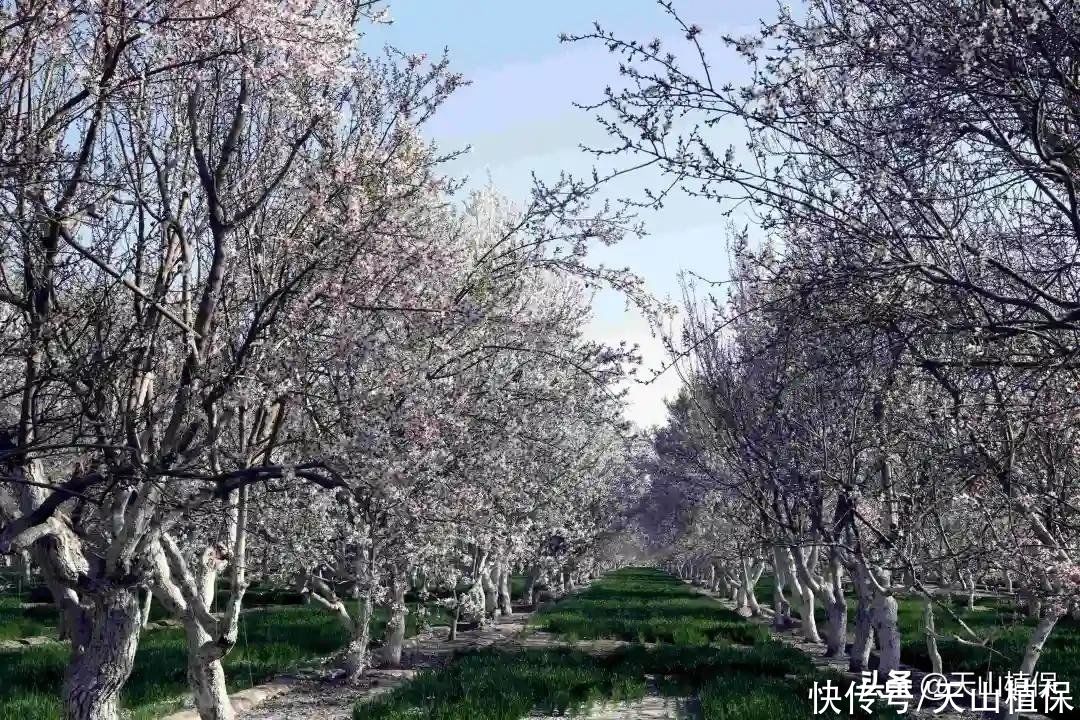 新疆喀什莎车县：百万亩巴旦姆鲜花绽放