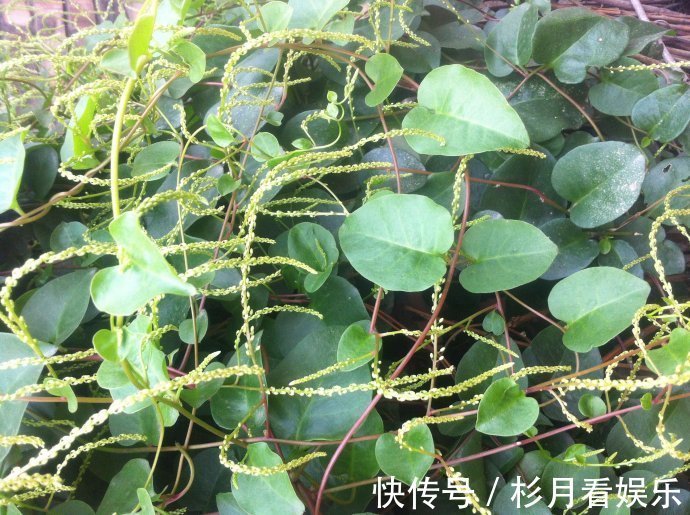 藤子三七|老年人常吃以下野菜，能活血化瘀，预防高血压！