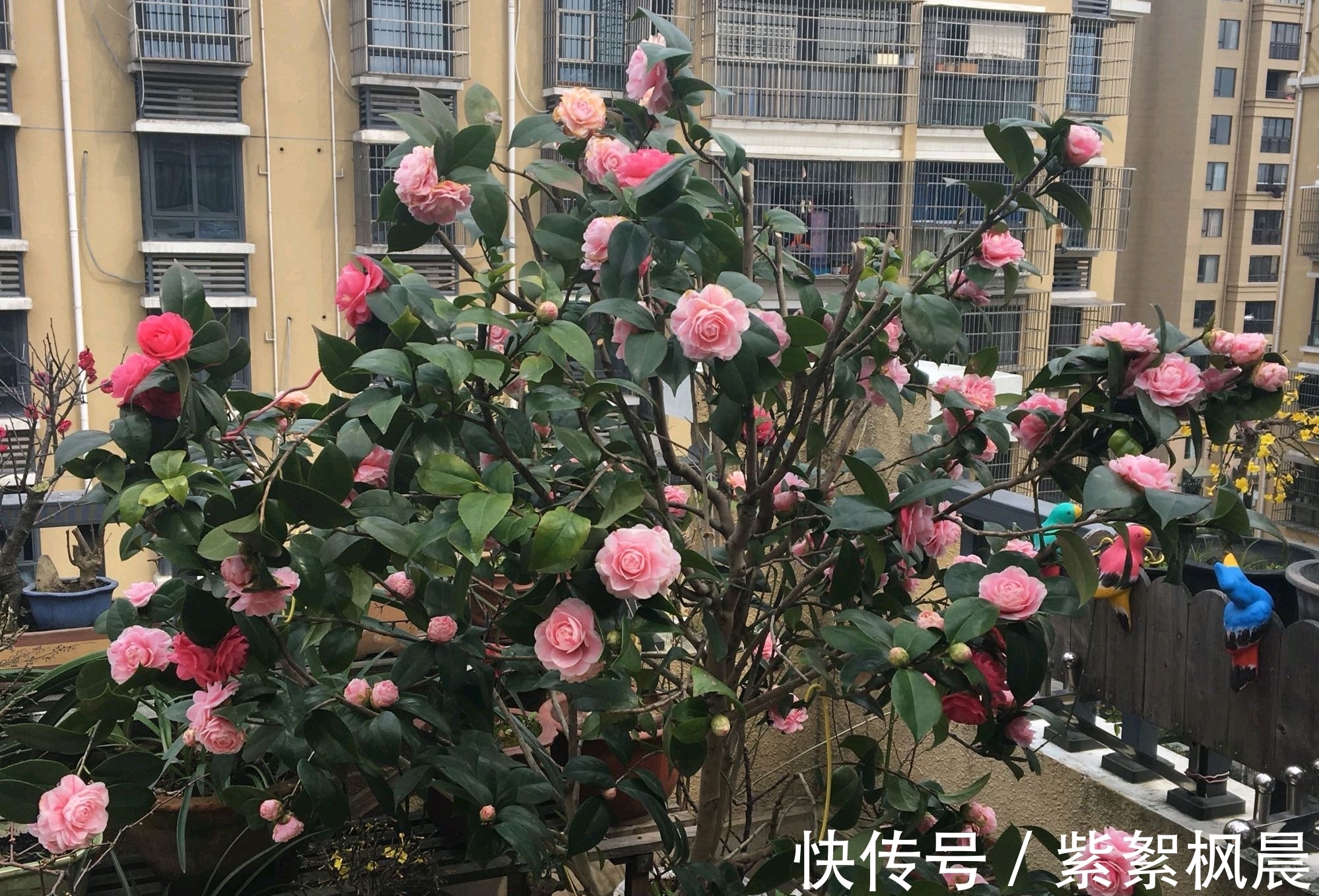 根系|花市买回来的茶花盆栽,几天就花苞枯萎叶片干卷脱落,怎么办?