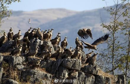 云南|上百只兀鹫盘旋停留云南保山