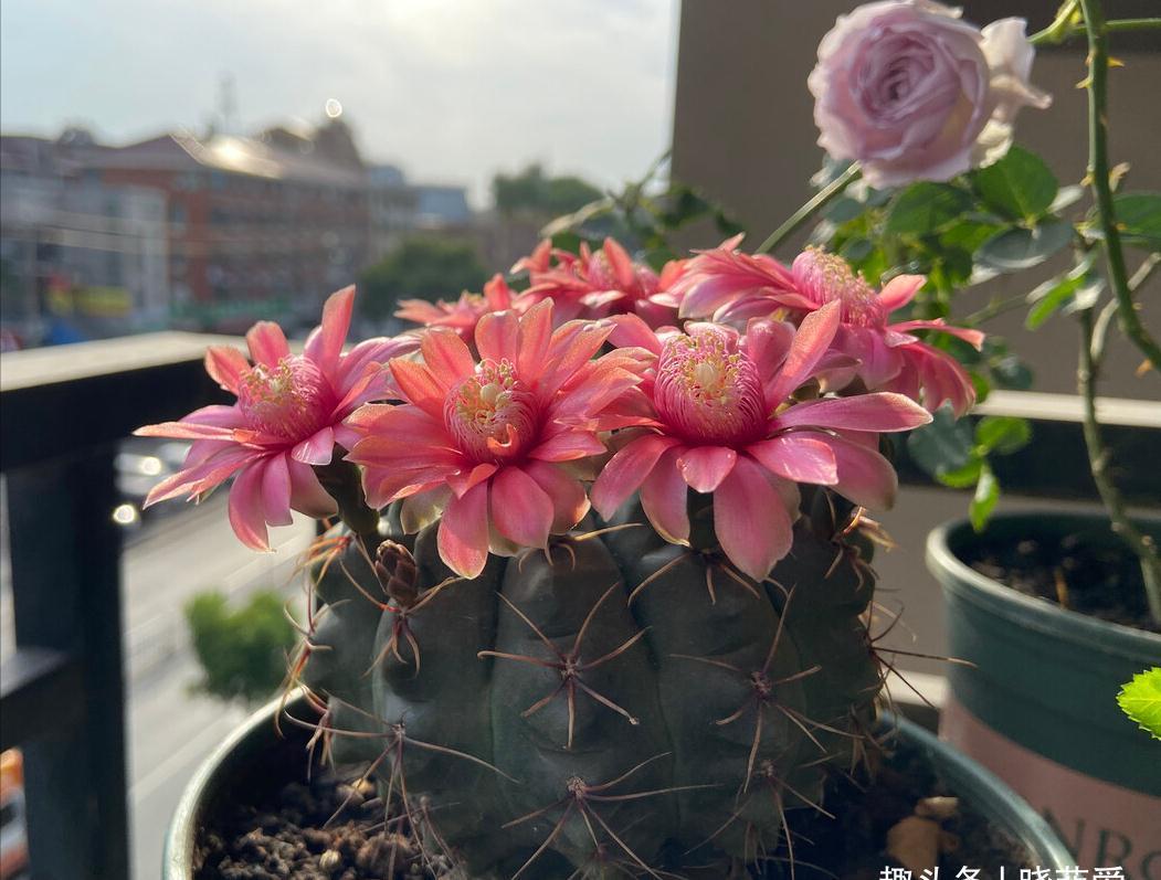 养不活花的人,建议养这“5种花”,好养好看又实用