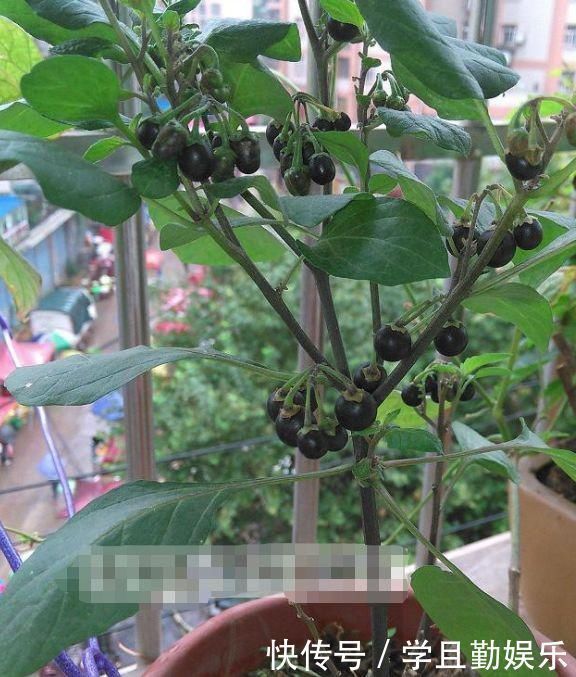 龙葵|这种“黑色果实”原来是“解毒之王”，家里种一棵，药费省不少