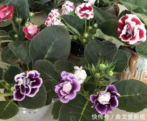 重瓣落雪泥，名好听、颜值高，适合家庭养花，谨记4点四季开花