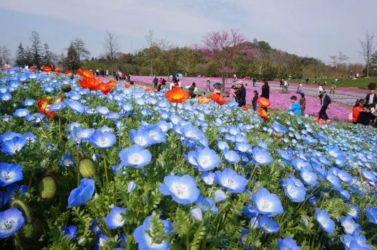 来松江看花海呀！蓝色的、超梦幻