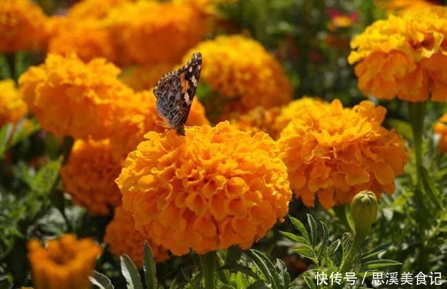 此花有着最为吉祥的寓意，花型还很大，常被用作花坛布景