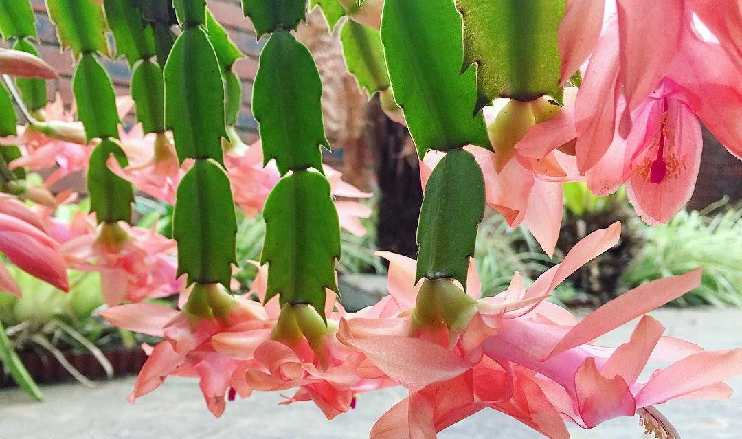 秋天|天气转凉,建议扦插6种花,温度“适宜”利于生根