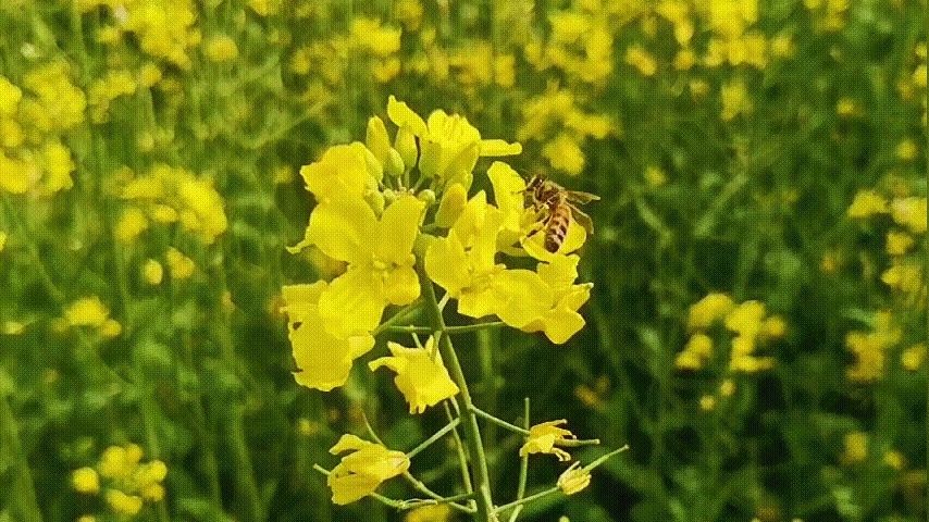 枝头花开，等你归来|立春| 春牛