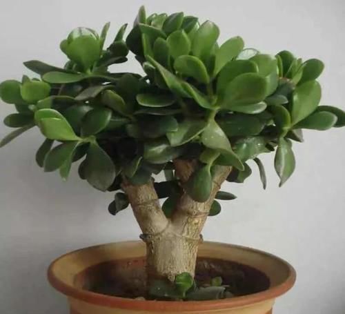  懒人|最适合懒人养的5种花，省心又好养，偶尔浇浇水就可以活