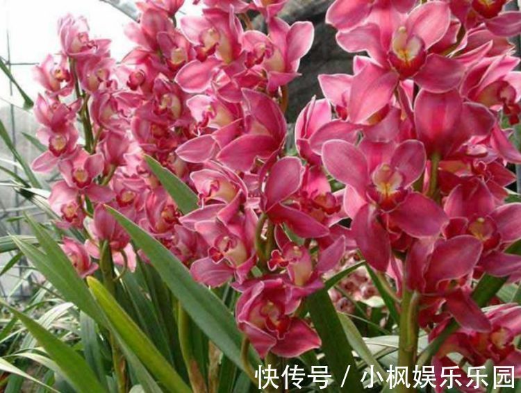 好运|4种花养在家里，一整年都有好运气，养在哪里都爆盆，好运到来