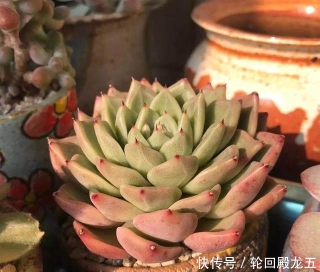 7字秘诀来养多肉,入坑9年多肉植物没徒也没腐