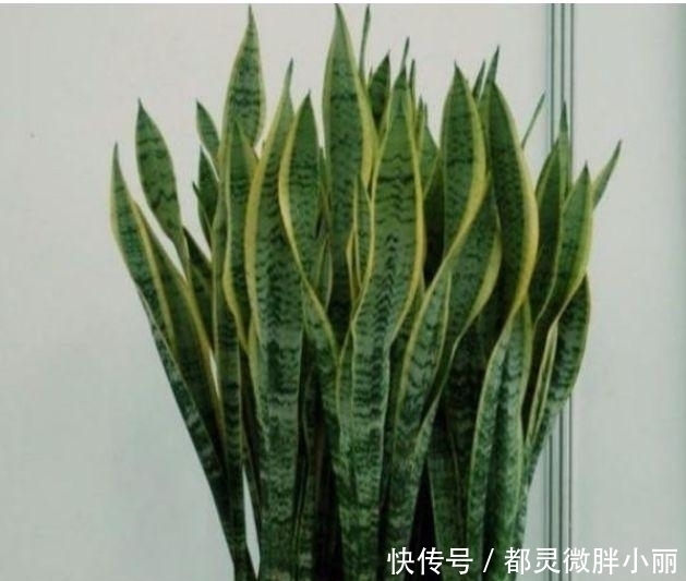 虎皮兰|家里要养3种花,吉祥又喜庆,时来运转,越过越富裕有钱