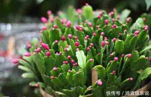 叽里咕噜|蟹爪兰不开花,一招就解决,开花叽里咕噜爆满盆