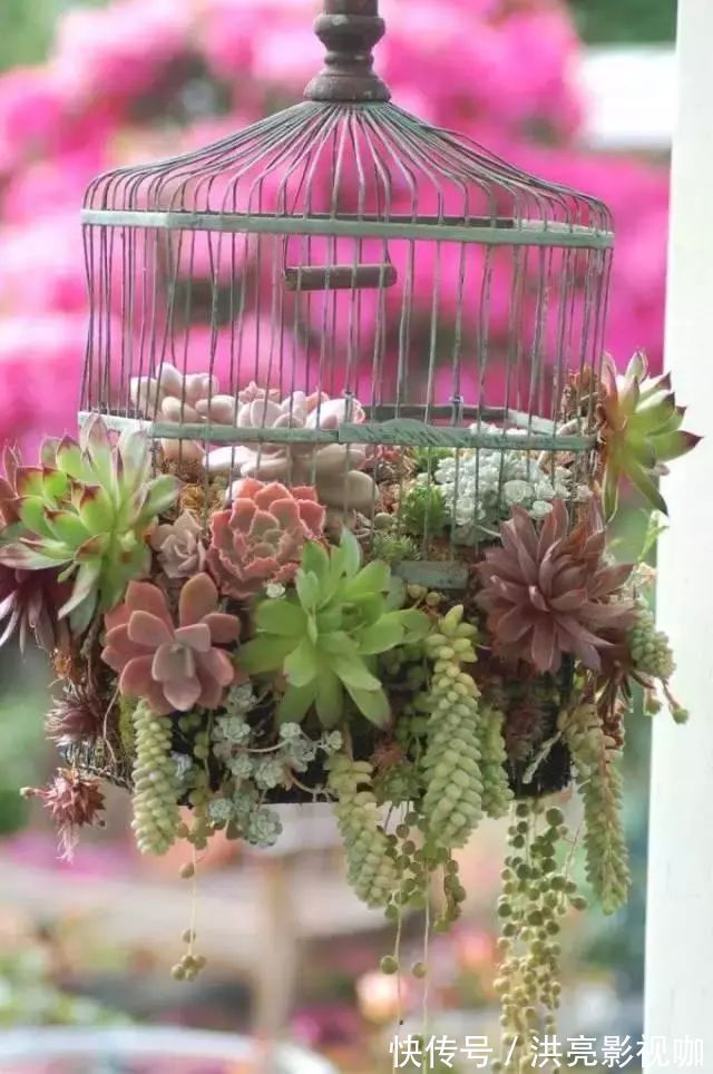 神器|别再花钱买普通花盆了,你意想不到的种花神器!
