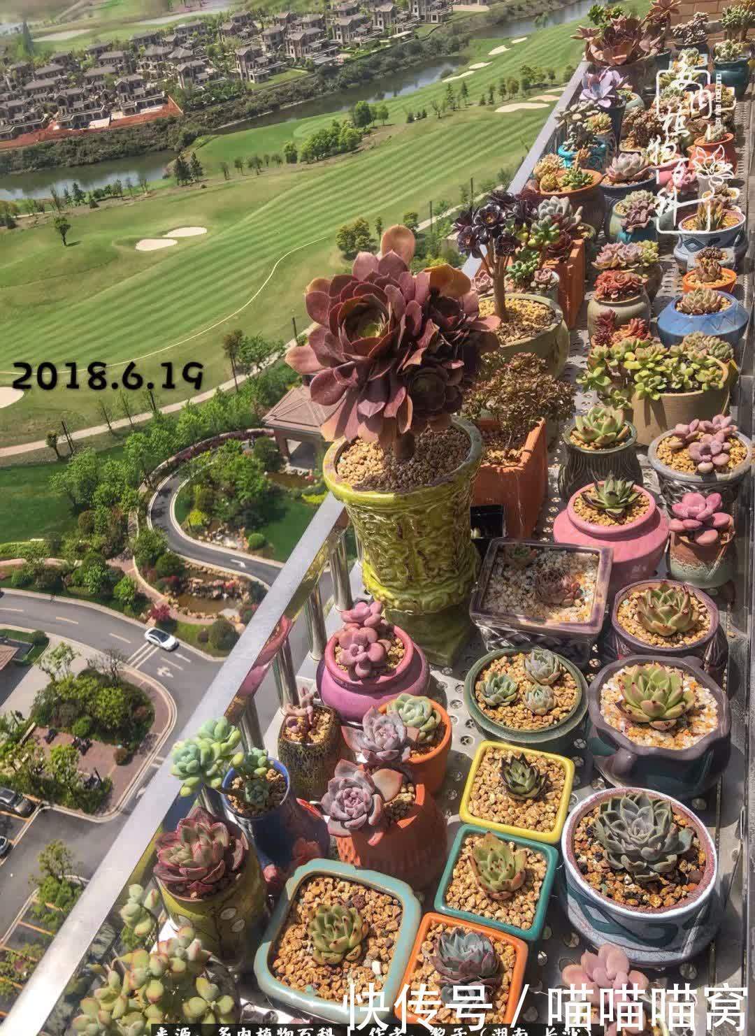 最温暖不过人间烟火,来自逆挂区的多肉!