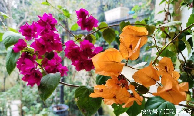 酸碱度|三角梅山茶杜鹃不开花,黄叶多,多用2种水,花勤量大,叶子绿