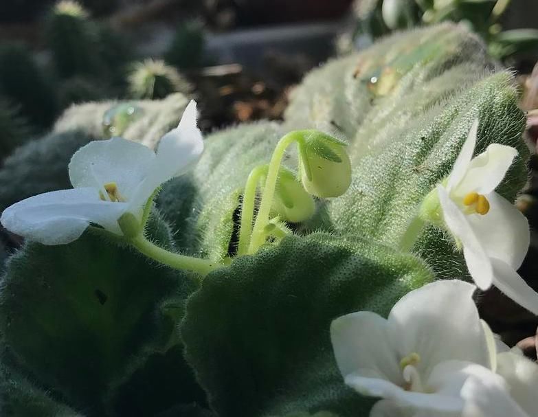 土壤|给花草盆栽浇水，抓住3要领，养啥都安全，不积水不烂根