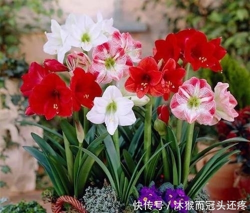 省心|3种盆栽花卉,好养又省心,大气又好看,是阳台盆栽佳品!