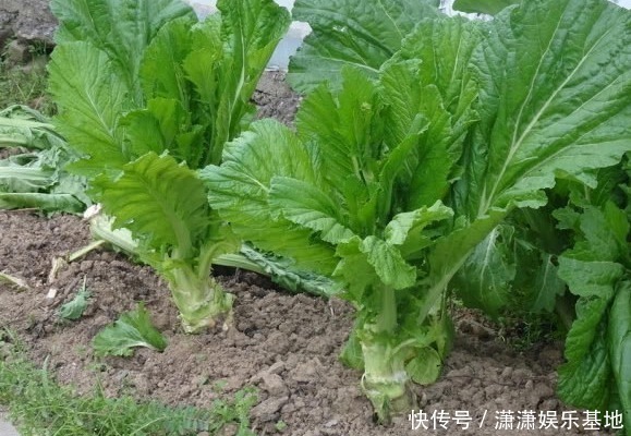 胡萝卜缨|8种“高钙”蔬菜,菠菜不算啥,第一名钙是牛奶3倍,见到别错过!