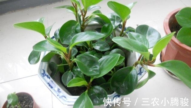 事项|豆瓣绿怎么养长得好? 豆瓣绿的养殖方法和注意事项