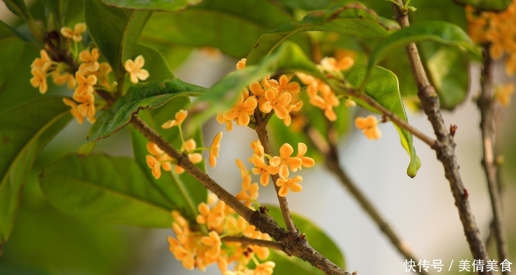 浓郁|此花开花时香气浓郁而且飘香十里,而且是以香气闻名的花