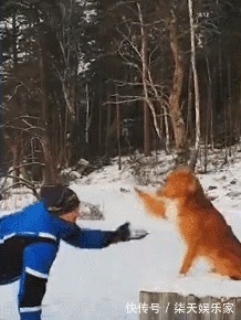 长时间|长时间健身却没效果你可能只差一条狗！