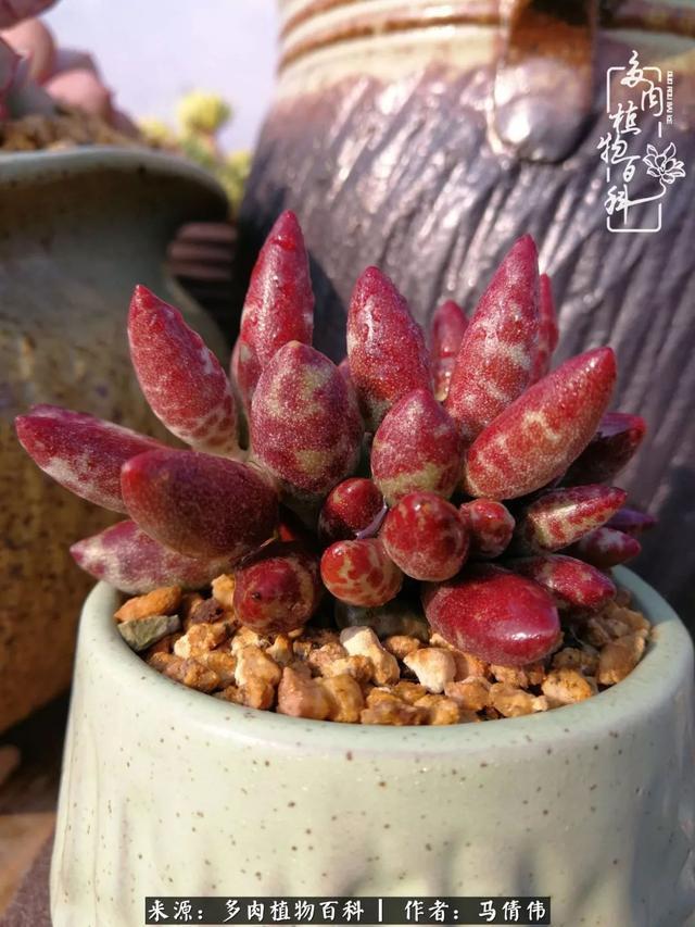 养多肉如同种下希望,因为美丽总在下一个季节!