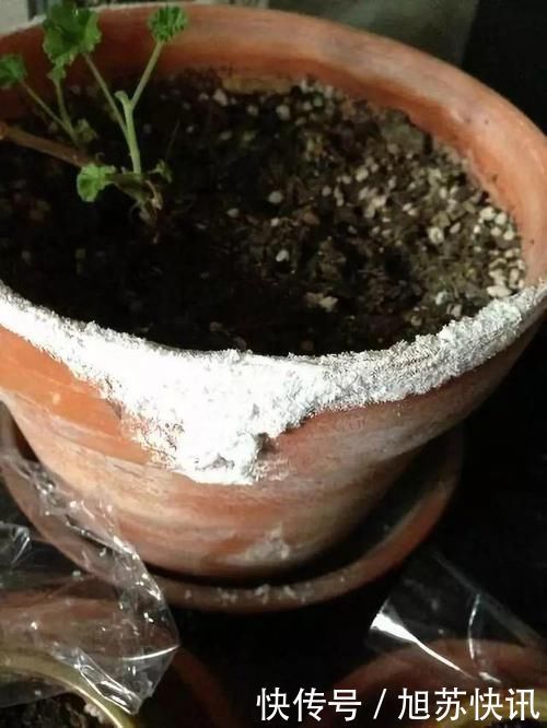 花盆里出现“这东西”,马上换盆吧,不然“离烂根”不远了