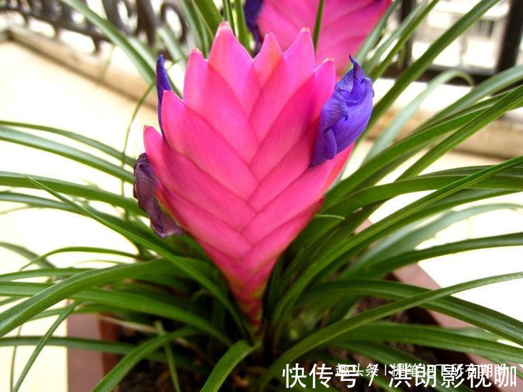 喜欢养菊，不如养盆“珍稀名菊”七彩菊花，似七色彩虹，美不胜收