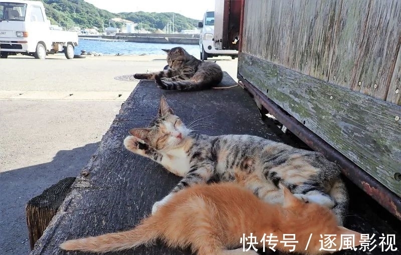 喵星人|日本怎么那么多撸猫圣地啊!