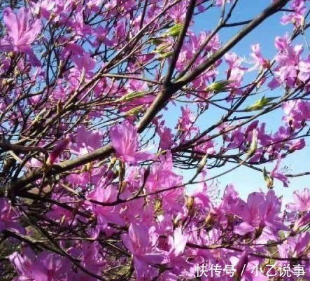 10种花,别着急往屋里搬,放外面冻20天,明年开花才旺