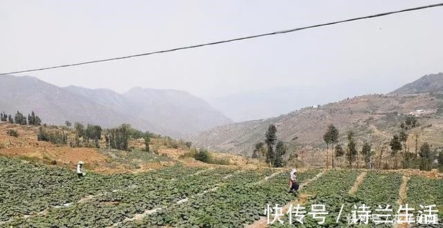 品种|它是一种“另类”南瓜，一斤6元，亩产一吨，种植它有前景吗！